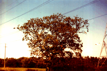 Oak tree with poor crown