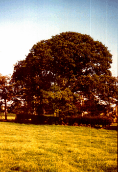 Typical tree from transect 4, 16 m tall, dbh 78cm and timber height 4m (Tree No. 258)